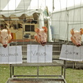 Les 3 petits cochons // IMG 4042 web ©creze