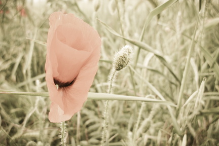 Floral Dance Intimity